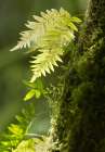 Washington State, Central Cascades. Close-up of delicate ferns and moss Art Print